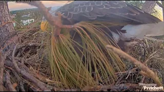 SWFL Eagles ~ EPIC 2 Hour Nest Building! 15 Sticks & Grasses! F23 Brings In A Pine Broom 😲 10.23.23