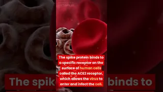 Covid 19 Virus Entry into Cell