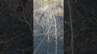 What Happens on the Other Side of the Hill | Lightning Rod at Dollywood