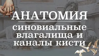 Синовиальные влагалища и каналы кисти | Анатомия