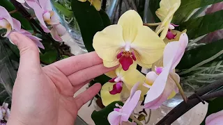 Обзор орхидей в ОБИ Мега Белая дача