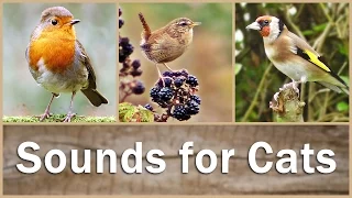 Sounds for Cats to Listen To : Birds in HD - 9 HOURS of Bird Song - Cat TV