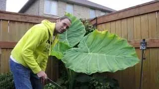 Overwintering Colocasia Gigantea Thailand Giant in a Cold Climate - Time to Bring it Indoors