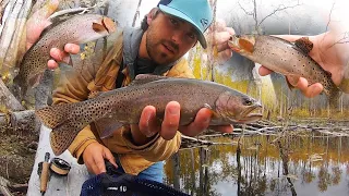 EXPLORING Beaver Ponds in the Mountains for WILD Trout!! (Catch & Cook)