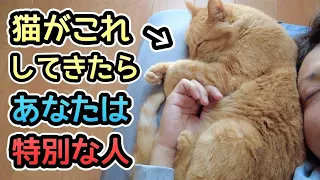 【あなたが大好き】猫が好きな人にしか見せない特別な行動