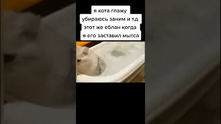 Кот обосрался в ванной (оригинал)