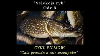 TARŁO SZCZUPAKA Odc.3 "Selekcja ryb"