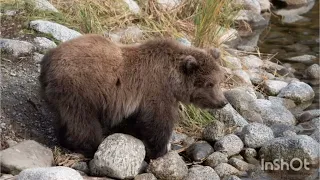 Fat Bear Week 2023: Can chubby cub 806 Jr beat the seasoned champions? videos and photos