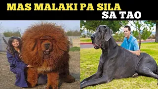 9 asong pinaka malaki sa buong mundo | higanteng aso