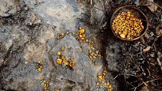 WOW..!🛑 The Biggest Nugget of Gold Found on Mountain?! Sensational Find!