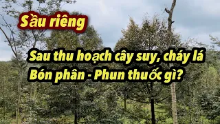 Bón phân, phun thuốc đúng cho cây sầu riêng sau khi thu hoạch.