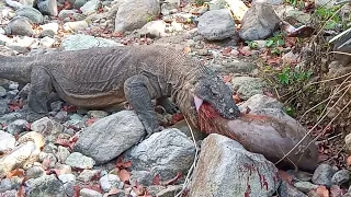 Komodo dragon catch/attack live big wild boar.