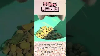 [큐피트💘뭉클티비] 인간극장 속 신 스틸러, 손두부 집 낭만고양이 '사랑이' #shorts | 인간극장 '엄마의 손두부' [KBS 20170227-0303 방송]