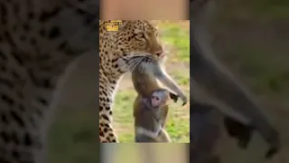 Леопард атакует обезьяну с малышом.