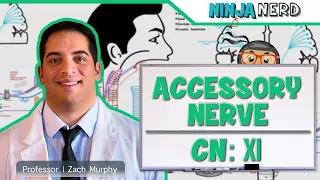Neurology | Accessory Nerve: Cranial Nerve XI