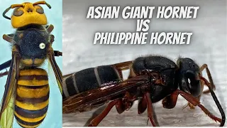 The Most Dangerous Insects - Asian Giant Hornet vs Philippine Hornet