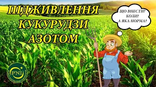 Підживлення кукурудзи азотом