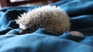 Baby Hedgehog Squeaks