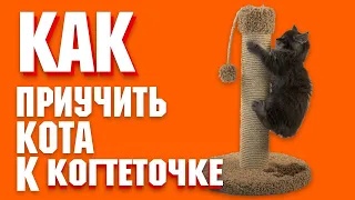 Как приучить котенка к когтеточке? | Что делать если кот дерет диван?