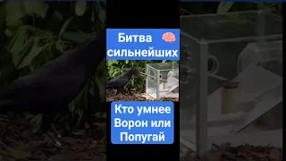 Ворон не засунул голову потому, что он подумал а может это ловушка. Так что Ворон умнее Попугая