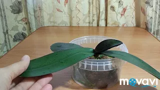 Пересадка орхидеи в керамзит