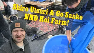 Zu Besuch bei Nishikigoi Niigata Direct! Mit Koi Freak in Japan!