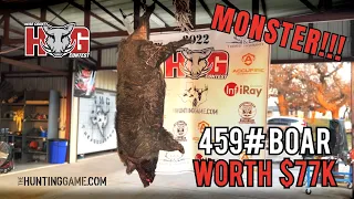 HUGE 459 lb Boar (Worth $77,000) | The Wise County Hog Contest (2022)