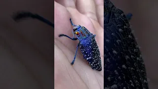 THIS IS THE MOST BEAUTIFUL INSECT ON EARTH! Madagascar Blue Jewel Beetle