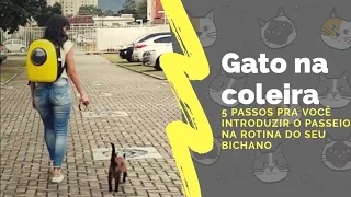 COMO PASSEAR COM SEU GATINHO