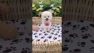 Tik Tok Chó Phốc Sóc Mini 😍 Funny and Cute Pomeranian #172 #cutedog #babydog