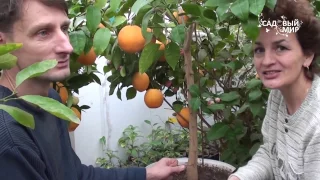 Апельсины в кадочной культуре. Сайт "Садовый мир"