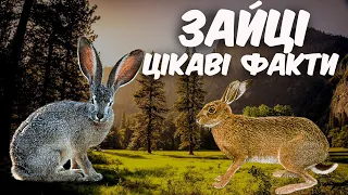 Зайці. Цікаві факти про зайців. Флора і фауна України.