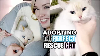 ADOPTING THE PERFECT RESCUE CAT! | From Cat Hoarder to Happy Home!