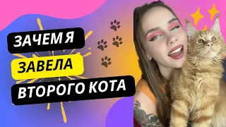 ❓ПОЧЕМУ ПОРОДИСТЫЙ КОТ | ЗАВЕЛА МЕЙНКУНА🐈