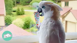 20-Year-Old Cockatoo Waits for Grandma to Show His Moves | Cuddle Buddies