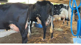 Vacas De 52 Litros De Leite Por Dia Na Exposição De Produtores De Itajubá Minas Gerais