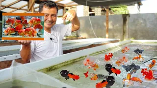 Can 20 Giant Goldfish breed in one small spawning tank?