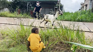Cutis farmer Run Find Lost Baby Goat!