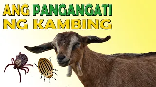 BAKIT NANGANGATI ANG KAMBING?