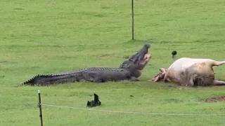 Crocodile Eats Cow in Front of Shocked Family