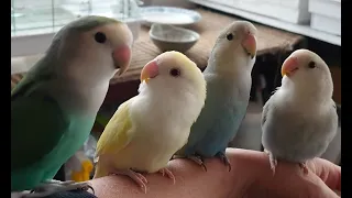 コザクラインコ 放鳥風景 春ですね^^