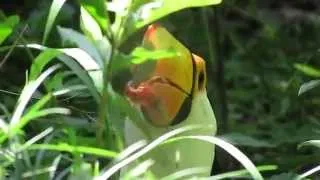 Toucan eating at the zoo