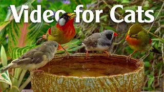 Birds Chirping Sounds For Cats To Watch And Listen To - Video For Cats
