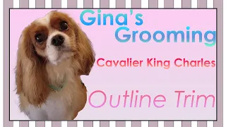 Outline Trim on a Cavalier King Charles Spaniel – Gina’s Grooming