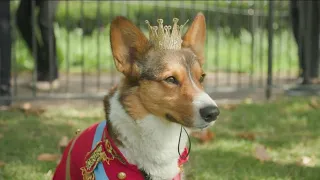 Corgis gather at Buckingham Palace to remember Queen Elizabath II