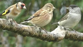 Sounds for Cats to Listen To : Birds in The Rain