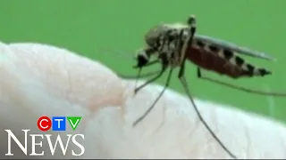 Dan Riskin: Scientific community supports release of genetically modified mosquitoes