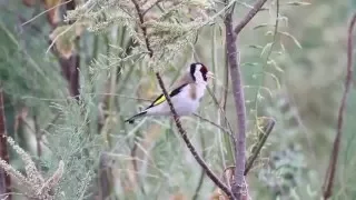 Goldfinch - חוחית בשירה