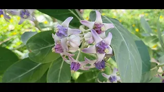 Arukkam Flowers and Katu poochadi