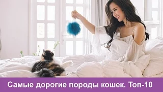 Самые дорогие породы кошек в мире-Топ 10 самых дорогих пород кошек